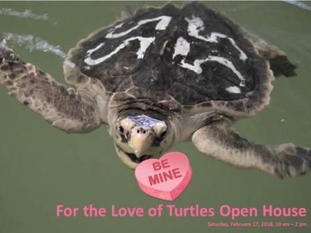 For The Love of Turtles Open House