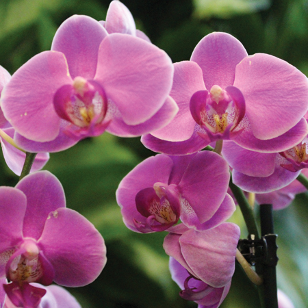 17th Annual Orchid Festival - Orchid Gardening 101