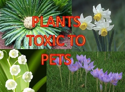 Plants Toxic to Pets