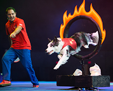Stunt Dog Experience at the Niswonger Performing Arts Center