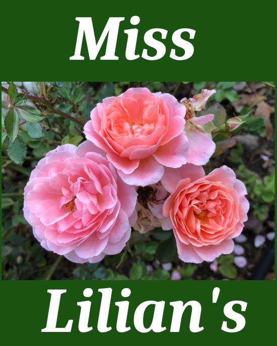 Miss Lilian's House